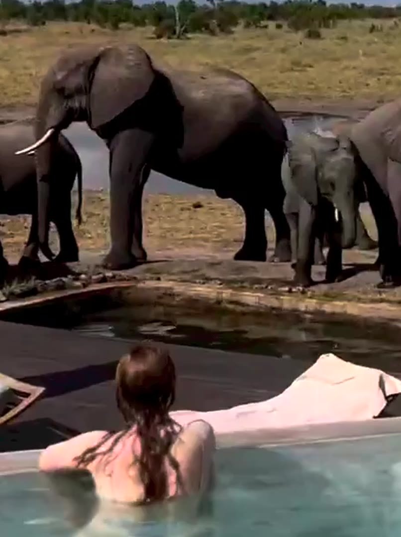 A guest in the plunge pool at Somalisa Camp as elephants drink at the waterhole, Hwange National Park, Zimbabwe